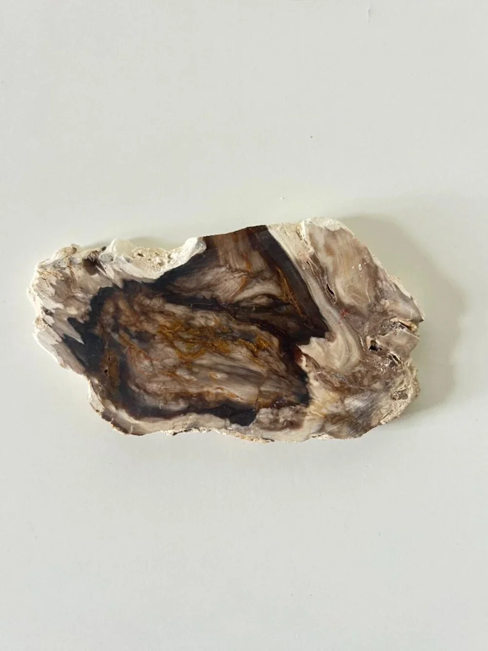 Saddle Mountain Washington Petrified Wood Slab